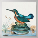 Recherche de histoire naturelle posters Botanique