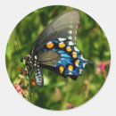 Search for black swallowtail stickers Nature
