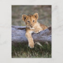 Search for lion cub postcards Wildcat