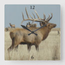 Search for elk clocks Wapiti