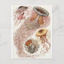 Search for ernst postcards Haeckel
