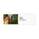 Search for golden retrievers return address labels Photography