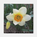 Recherche de narcisse magnets Blanc