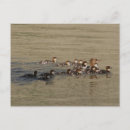 Search for merganser duck Wildlife photography