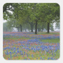 Search for texas hill country stickers Flower