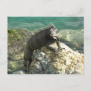 Recherche de iguane cartes postales Faune