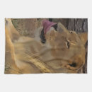 Recherche de lion cuisine linges Jungle