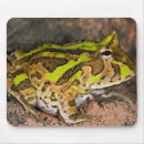Recherche de vertébré tapis souris David northcott