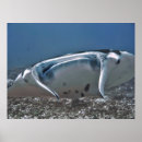 Recherche de manta ray posters Nature