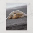 Search for hawaii turtle postcards Sand