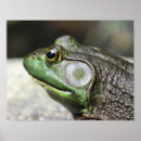Search for thoughts photography Frog