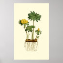 Recherche de hellebore posters Alésage