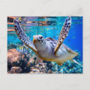 Search for hawaii turtle postcards Beach