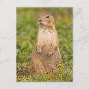 Search for great plain postcards Prairie
