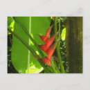 Recherche de indies cartes postales Fleur