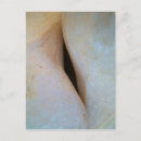 Search for beach shells vertical postcards Photography