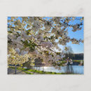 Search for beautiful blossom postcards Floral