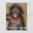Search for orphans postcards Wildlife
