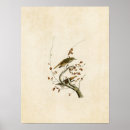 Search for thrushes posters Audubon