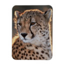 Recherche de amo magnets Superstock