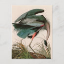 Search for bird print postcards Animal