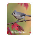 Recherche de ornithologie magnets Observateur d'oiseau