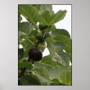 Search for fig art posters Fruit