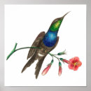 Recherche de vintage bird illustrations posters Hummingbirds