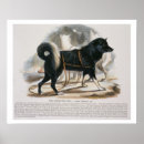 Search for canis posters Dogs