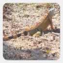 Search for florida wildlife stickers Reptile