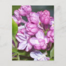Search for creation vertical postcards Photography