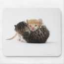 Recherche de chatons blancs tapis souris Mignon