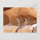 Recherche de deux lions cartes postales Animal