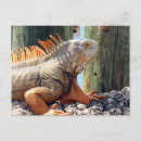 Search for exotic lizard postcards Iguana