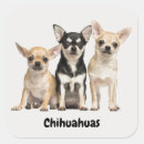 Search for chihuahua puppy stickers Animal