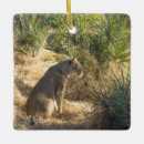 Search for lioness ornaments Predator