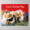 Search for guinea pig posters Cute