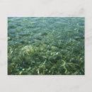 Recherche de mer des caraïbes cartes postales Tropical