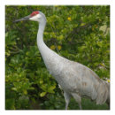 Search for sandhill art Bird