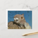 Recherche de pigeon cartes postales Photographie