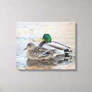 Search for male canvas prints Animal