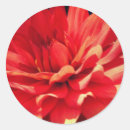 Search for red dahlia stickers Flower
