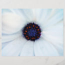 Recherche de marguerites prospectus Botanique