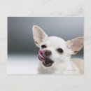 Recherche de de chiwawa cartes postales Chien
