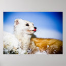 Search for weird posters White