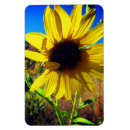Search for sunflower magnets Plant