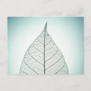 Search for leaf vein postcards Nature