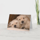 Recherche de caresse photographie Chien