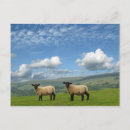 Search for lambs postcards Easter