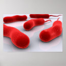 Search for bacterium posters Cell